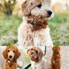 Picture of Personalized Pet Name Collar - Custom Multiple Color Velvet Dog Collar - Engraved Pet Name Tag Metal Buckle - Best Wedding and Christmas Puppy Gift