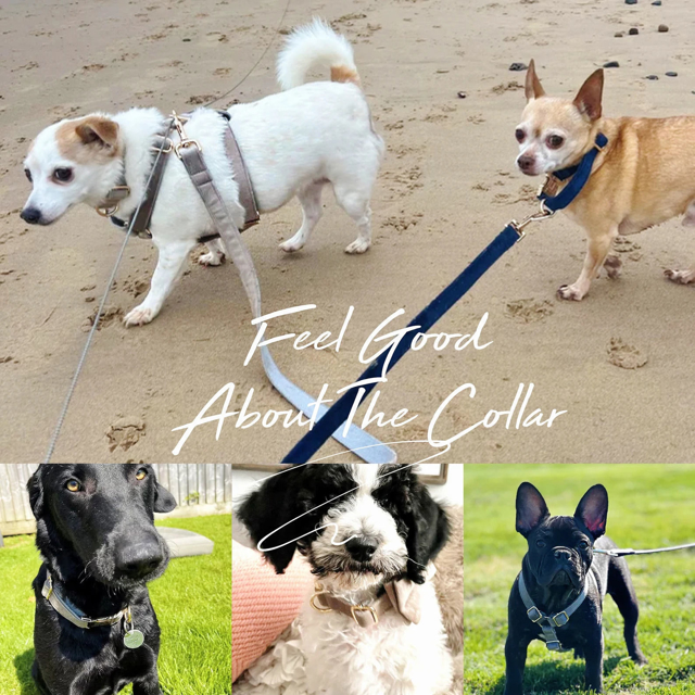 Picture of Personalized Pet Name Collar - Custom Multiple Color Velvet Dog Collar - Engraved Pet Name Tag Metal Buckle - Best Wedding and Christmas Puppy Gift