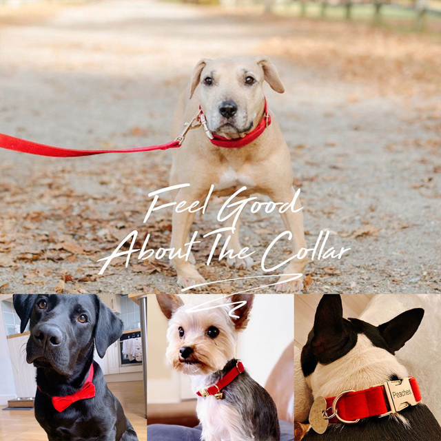 Picture of Personalized Dog Name Collar - Custom Multiple Color Velvet Dog Collar Set - Engraved Pet Name Tag Metal Buckle - Best Wedding and Christmas Puppy Gift