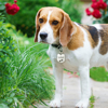 Picture of Personalized Tag for Pets with Multiple Shapes & Colors - Customized With Telephone Number - Best Gift for Pet Person