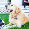 Picture of Personalized Tag for Pets with Multiple Shapes & Colors - Customized With Telephone Number - Best Gift for Pet Person