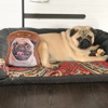 Picture of Personalized Photo Pillow | Custom Pet Pillow | Personalized Pet Pillow